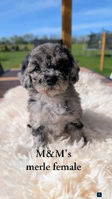 Beautiful Cavapoo Pups! - Photo 3