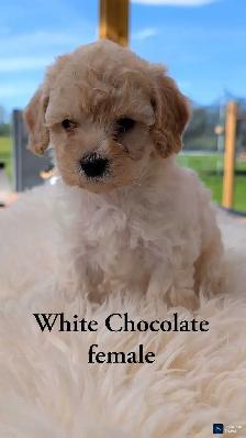 Beautiful Cavapoo Pups! - Photo 5
