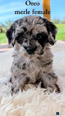 Beautiful Cavapoo Pups! - Photo 6