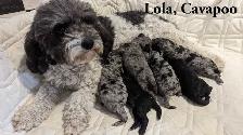 Beautiful Cavapoo Pups! - Photo 7