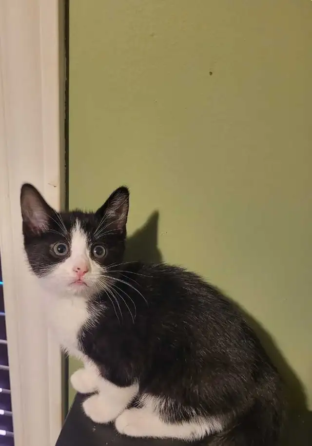 Cute kittens