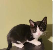 Cute kittens - Photo 2