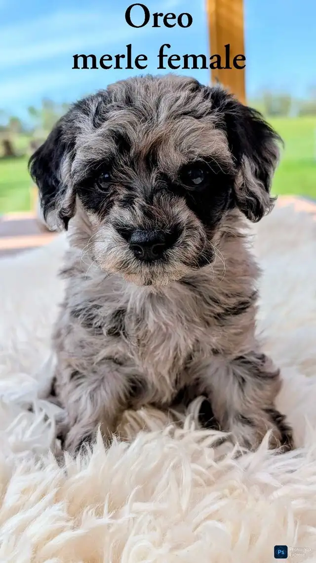 Cutest Cavapoo Puppies!