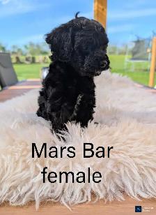Cutest Cavapoo Puppies! - Photo 3
