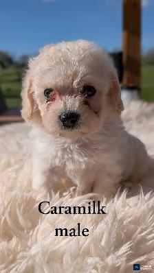 Cutest Cavapoo Puppies! - Photo 5