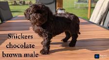 Cutest Cavapoo Puppies! - Photo 6