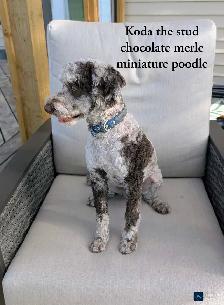 Cutest Cavapoo Puppies! - Photo 7