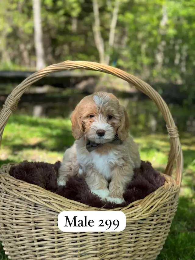 Mini Goldendoodle puppies for sale