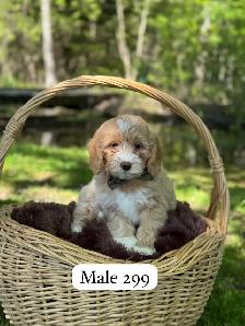Mini Goldendoodle puppies for sale