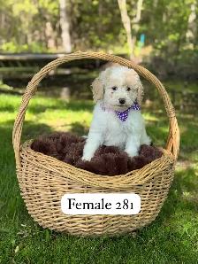 Mini Goldendoodle puppies for sale - Photo 2