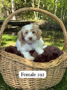 Mini Goldendoodle puppies for sale - Photo 3