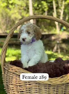 Mini Goldendoodle puppies for sale - Photo 4