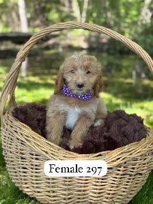 Mini Goldendoodle puppies for sale - Photo 5
