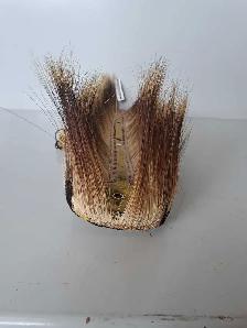 18' Native Roach AS IS (31995082) - Photo 4