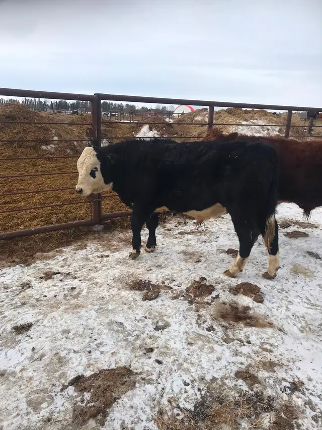 2 year old Simmental bull