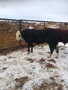 2 year old Simmental bull