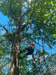 Tree Service
