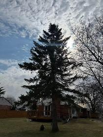 Tree Service - Photo 2