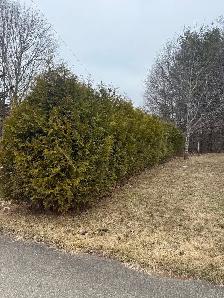 Tree Service - Photo 4