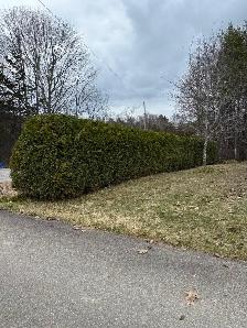 Tree Service - Photo 5