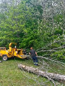 Tree Service - Photo 6
