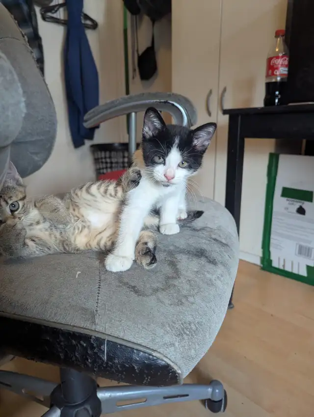 Chaton a vendre