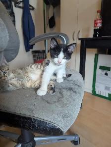 Chaton a vendre