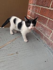 Chaton a vendre - Photo 2