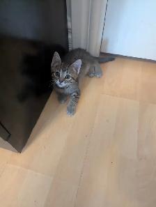 Chaton a vendre - Photo 3