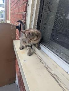 Chaton a vendre - Photo 4