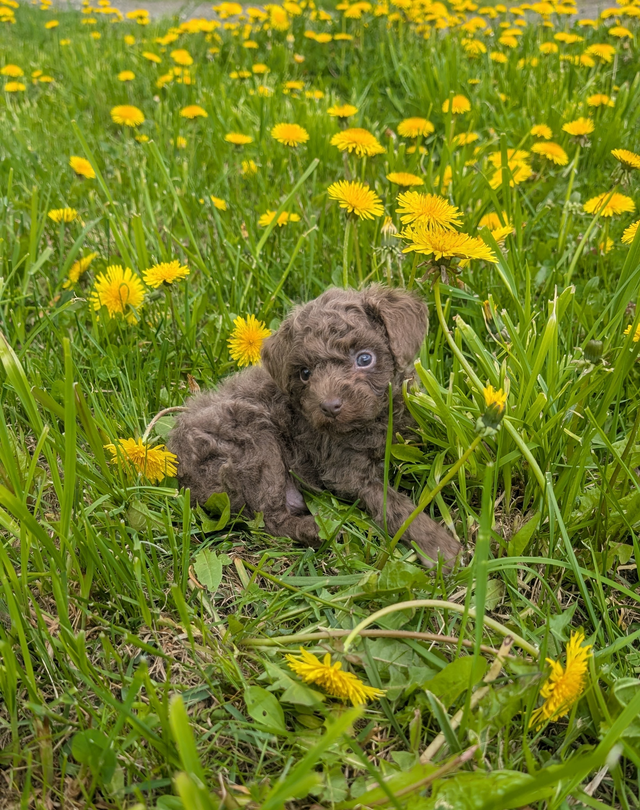 Caniche