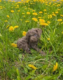 Caniche