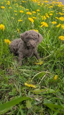 Caniche - Photo 2