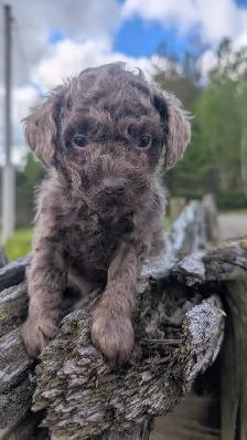 Caniche - Photo 6