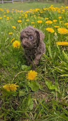 Caniche - Photo 8
