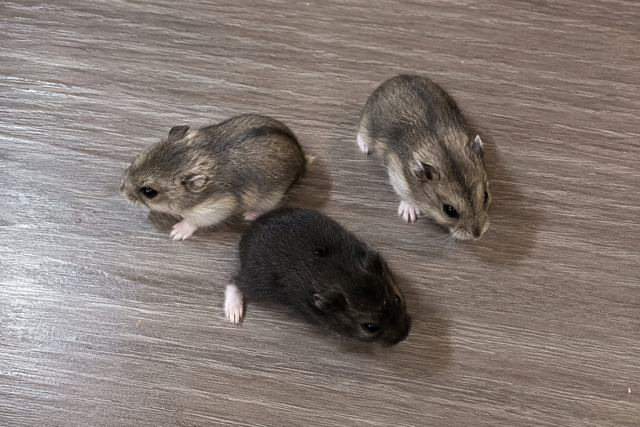 Dwarf Hamster Babies (friendly & social)