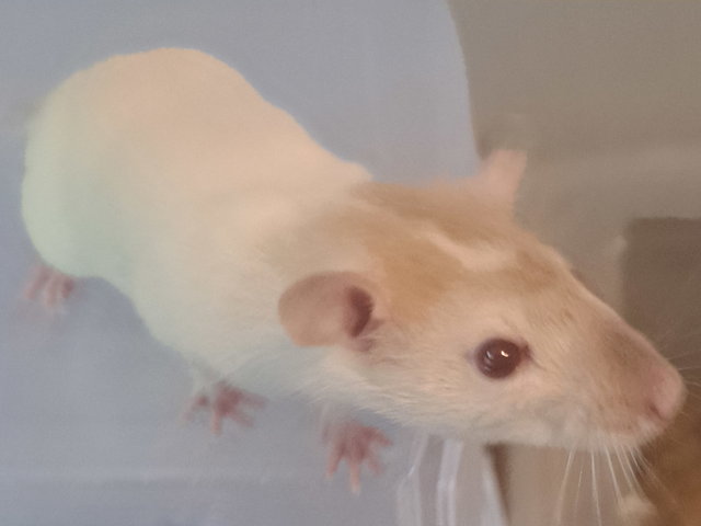 Pet Rats