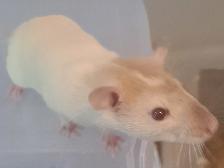 Pet Rats