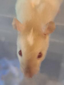 Pet Rats - Photo 2