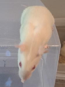 Pet Rats - Photo 3