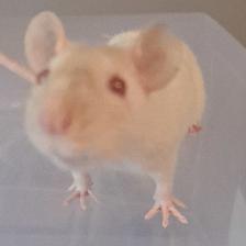 Pet Rats - Photo 4
