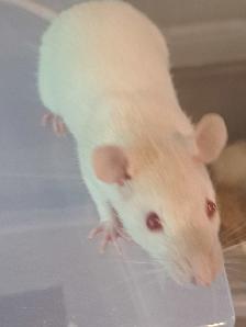 Pet Rats - Photo 5