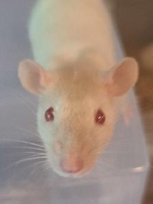 Pet Rats - Photo 6