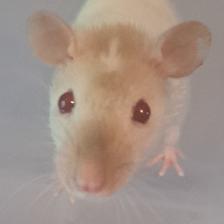 Pet Rats - Photo 7