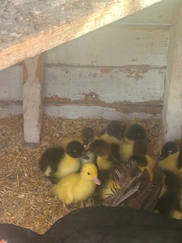 5 day old Muscovy ducks