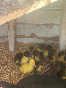 5 day old Muscovy ducks