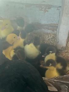 5 day old Muscovy ducks - Photo 2