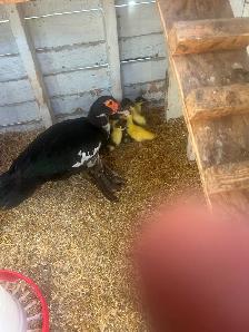 5 day old Muscovy ducks - Photo 3