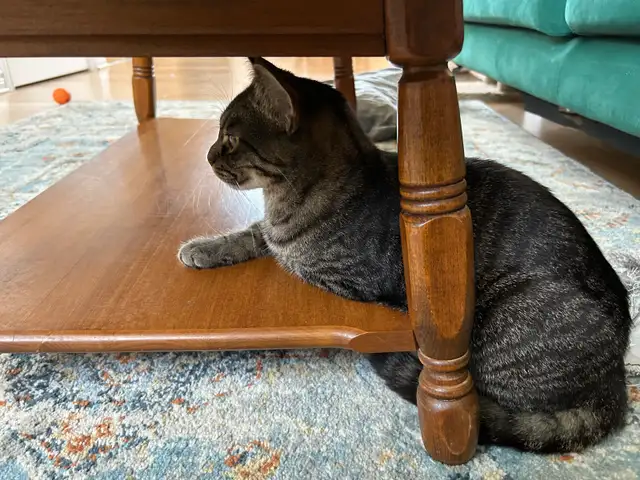cats for rehoming