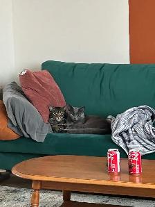 cats for rehoming - Photo 3